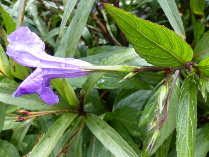 Ruellia simplex