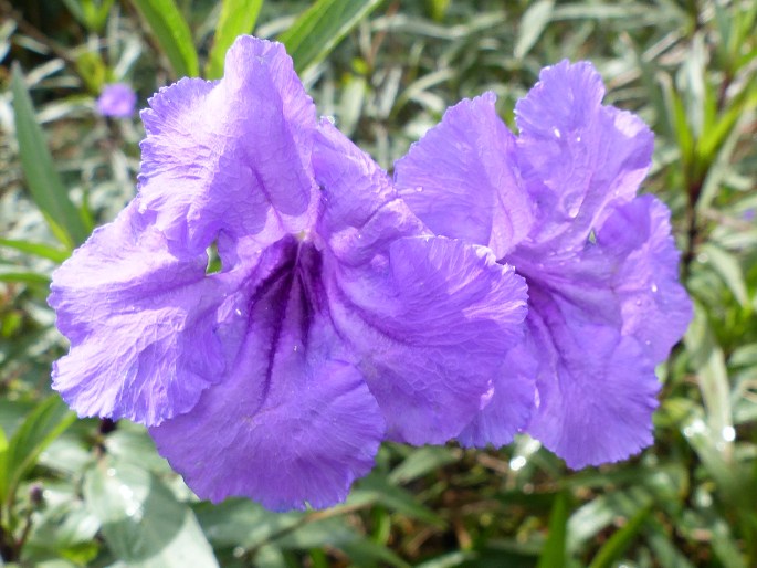 Ruellia simplex