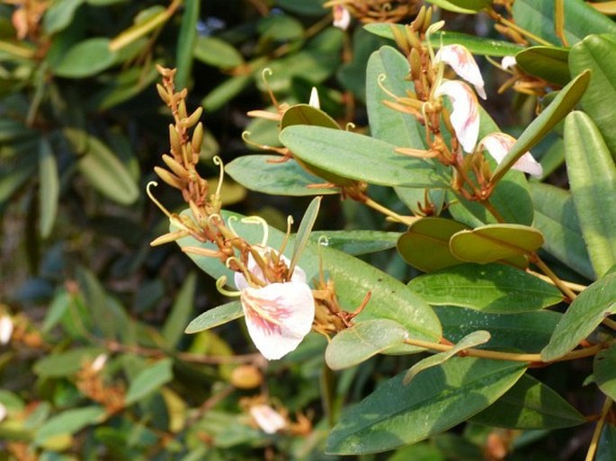 RUIZTERANIA FERRUGINEA (Steyerm.) Marc.-Berti