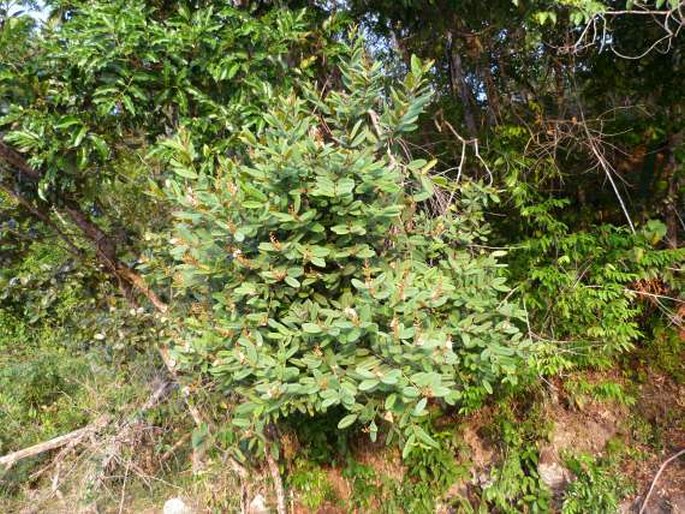 Ruizterania ferruginea