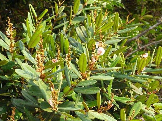 Ruizterania ferruginea