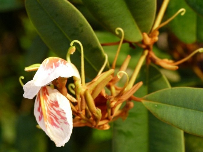 Ruizterania ferruginea