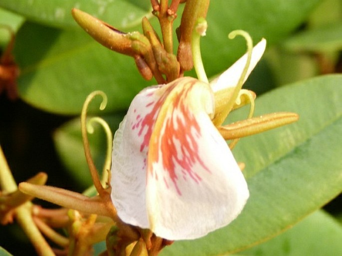 Ruizterania ferruginea