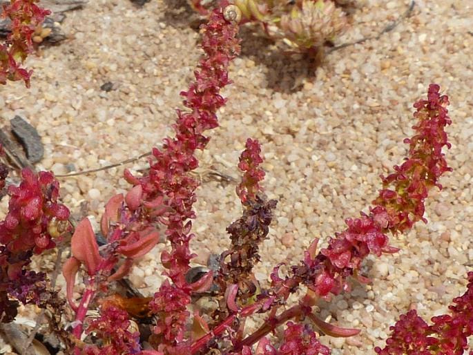 Rumex bucephalophorus