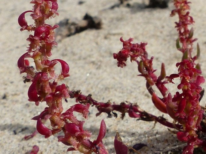 Rumex bucephalophorus