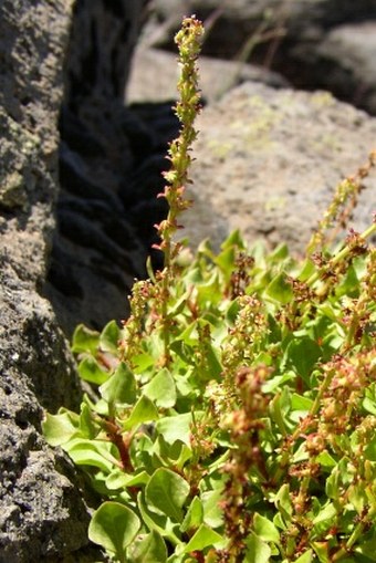 Rumex bucephalophorus subsp. canariensis