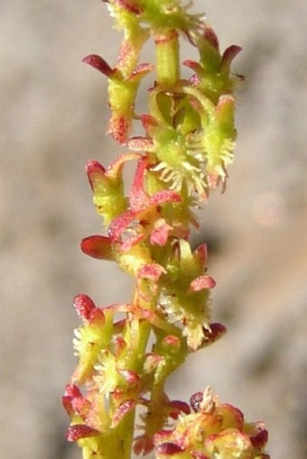 Rumex bucephalophorus subsp. canariensis