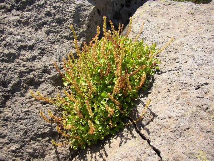 Rumex bucephalophorus