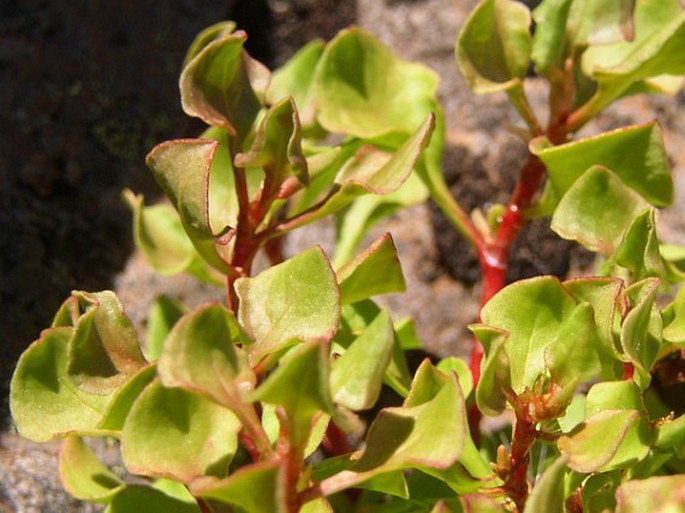 Rumex bucephalophorus subsp. canariensis