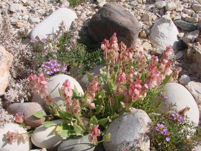 Rumex cyprius