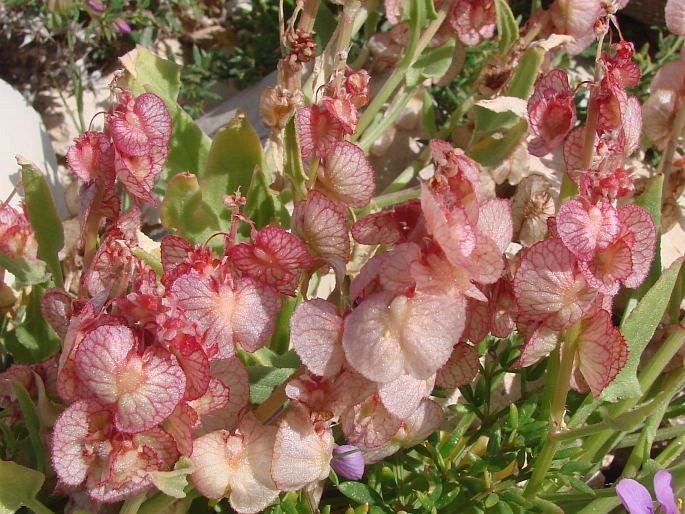 Rumex cyprius