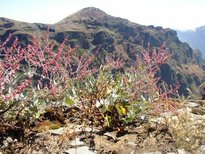 Rumex maderensis