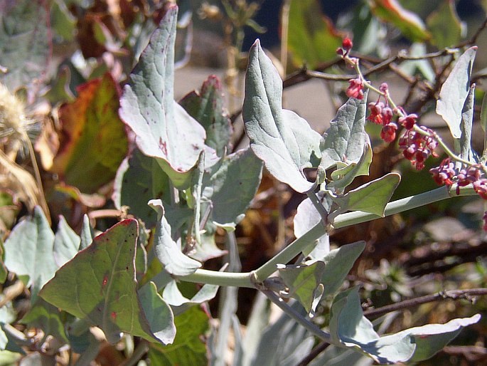 Rumex maderensis