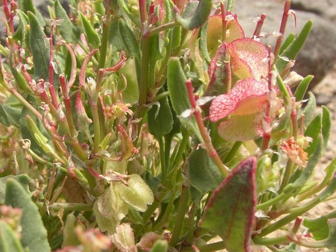 Rumex vesicarius