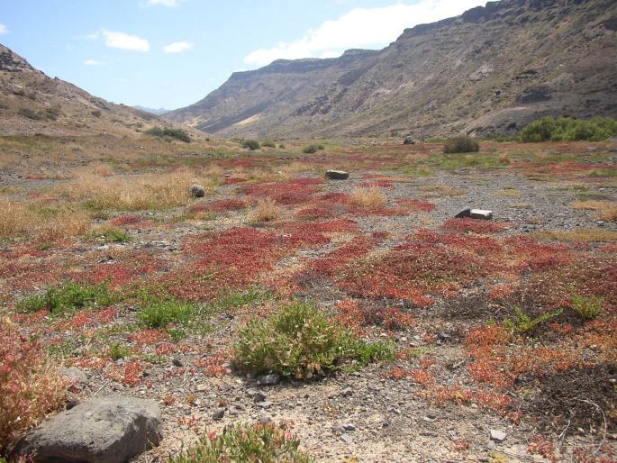 Rumex vesicarius