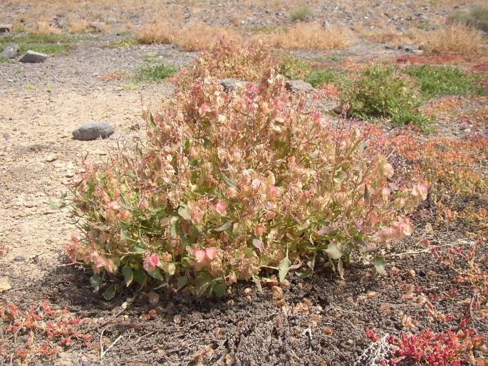 Rumex vesicarius