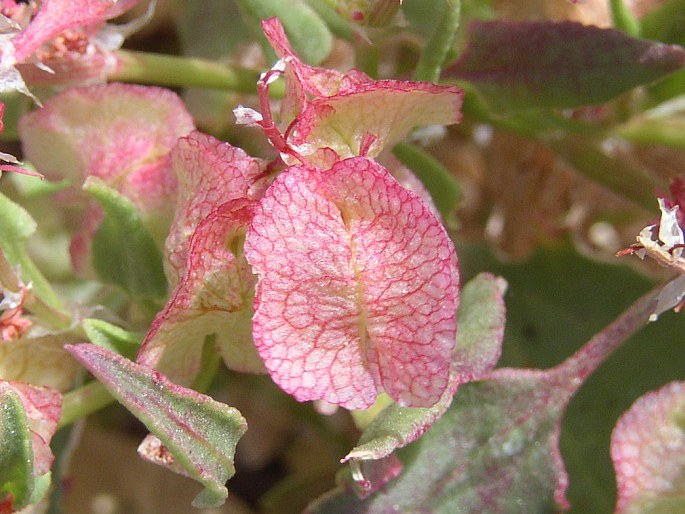 Rumex vesicarius