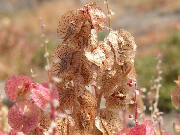 Rumex vesicarius