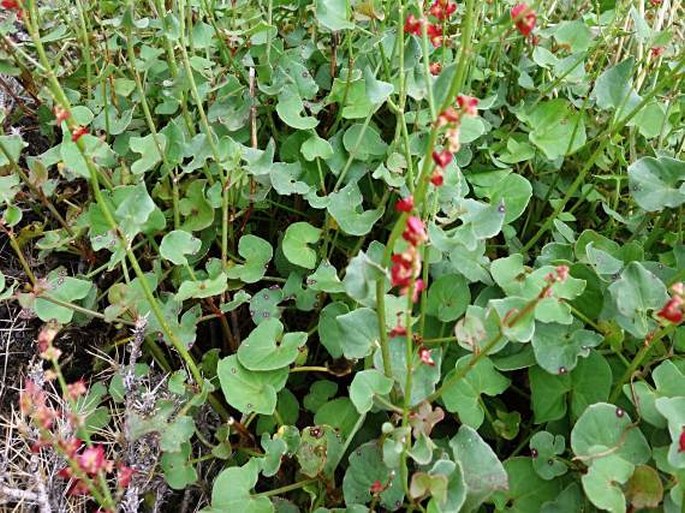 Rumex scutatus subsp. glaucescens