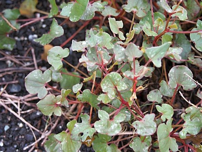 Rumex scutatus subsp. glaucescens