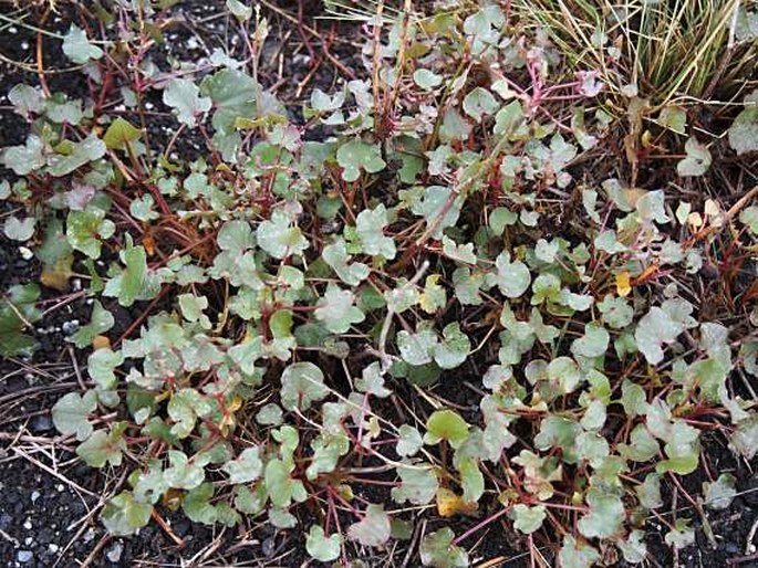 Rumex scutatus subsp. glaucescens