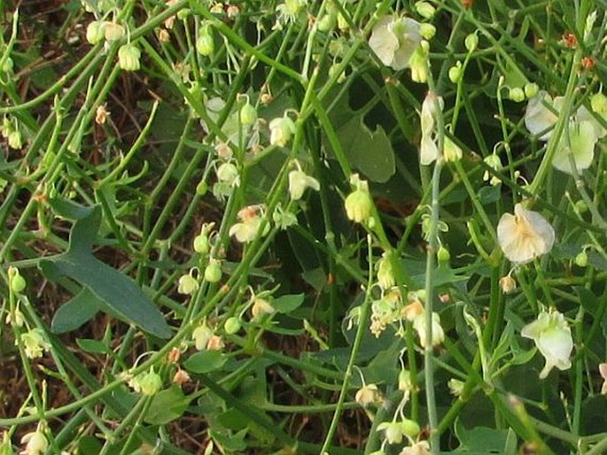 Rumex induratus