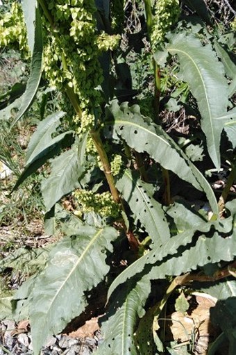 Rumex patientia