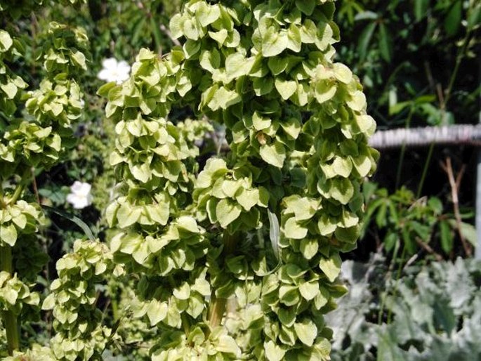 RUMEX PATIENTIA L. – šťovík zahradní / štiav