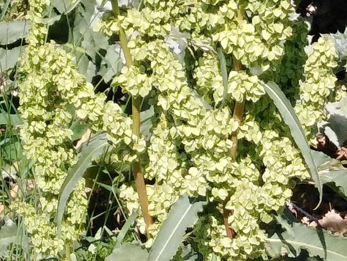 Rumex patientia