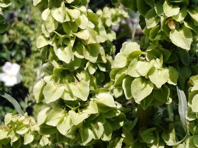 Rumex patientia