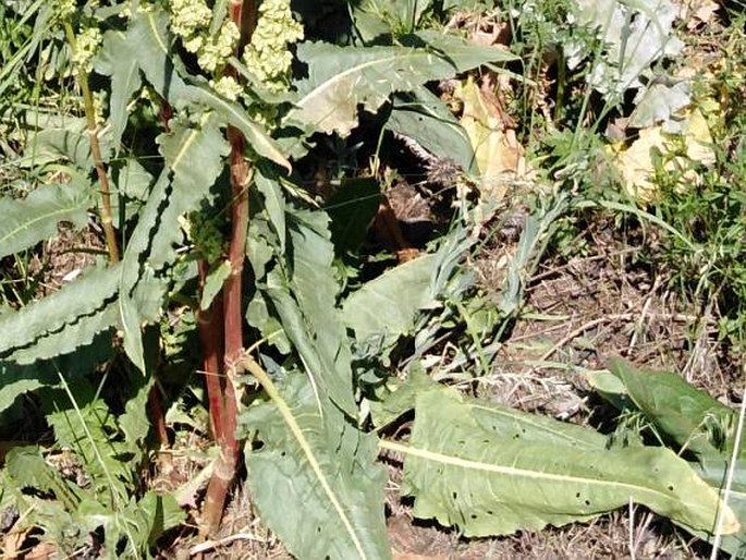 Rumex patientia