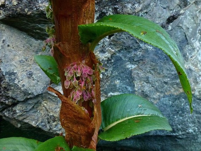 Rumex tolimensis