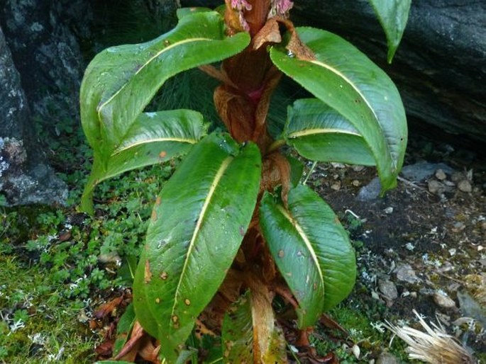 Rumex tolimensis