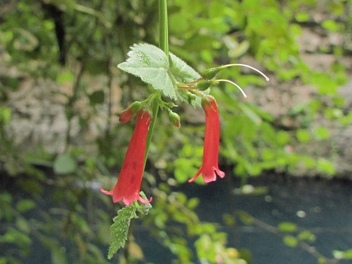 RUSSELIA SARMENTOSA Jacq.