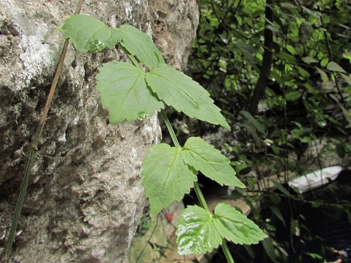 Russelia sarmentosa