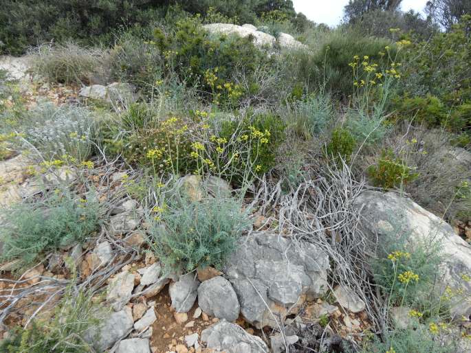 Ruta angustifolia