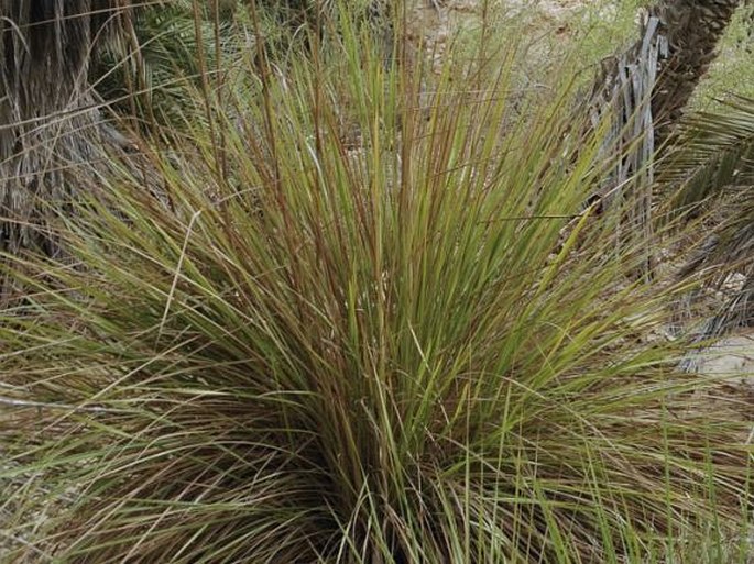 Saccharum ravennae