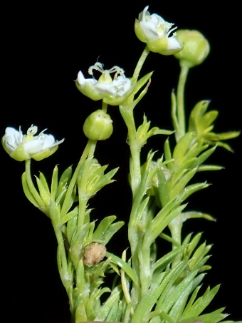 Sagina alexandrae