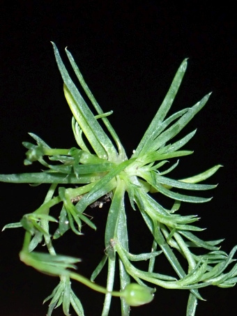 Sagina alexandrae