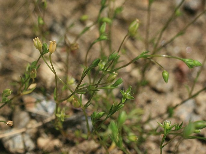 Sagina apetala