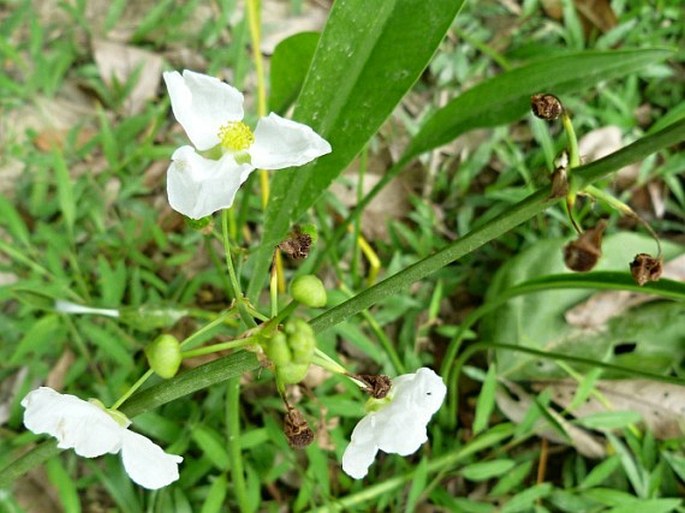 SAGITTARIA LANCIFOLIA L. - šípatka / šípovka