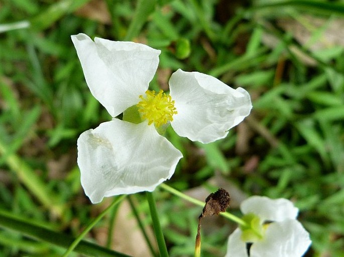 Sagittaria lancifolia