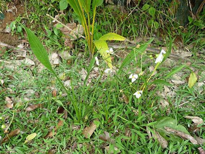 Sagittaria lancifolia