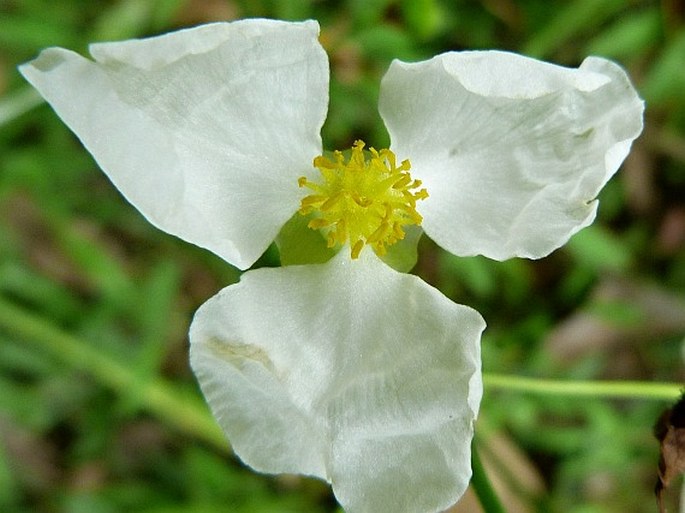 Sagittaria lancifolia