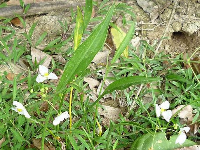 Sagittaria lancifolia