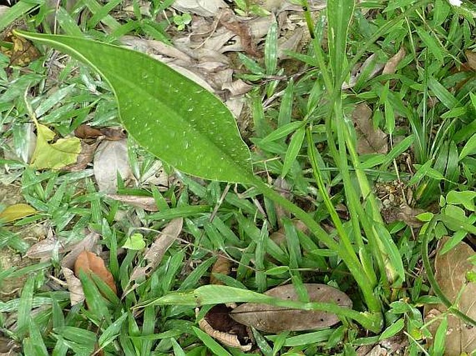 Sagittaria lancifolia