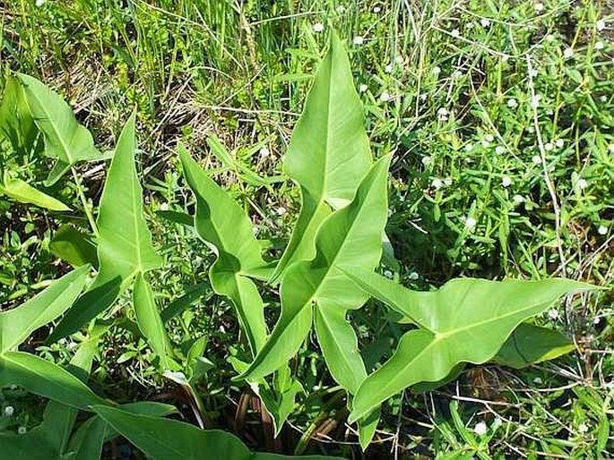 Sagittaria latifolia