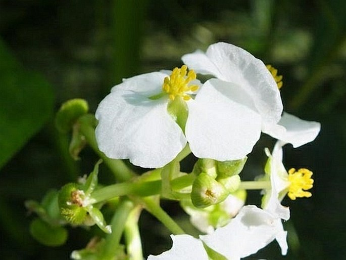 Sagittaria latifolia