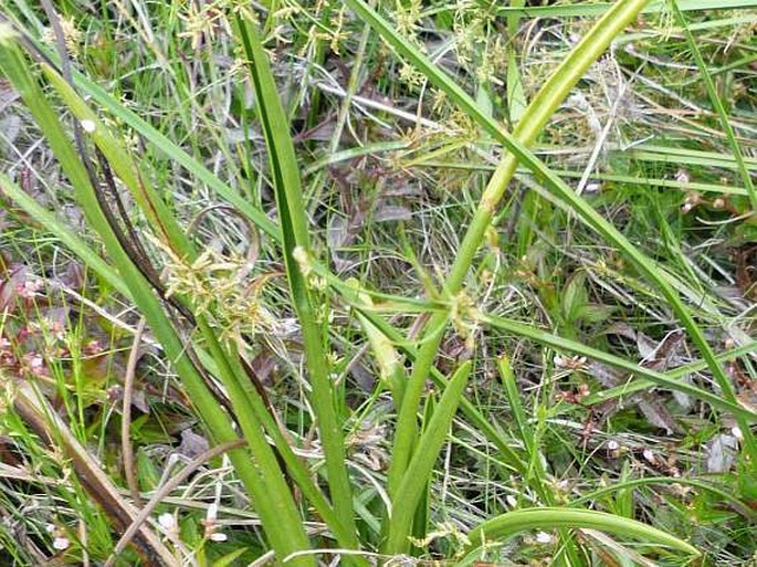 Sagittaria rhombifolia