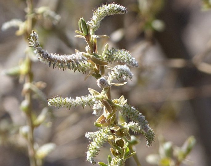 SALIX CANARIENSIS C. Sm. ex Link